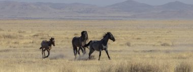 Utah çölünde sonbaharda vahşi atlar