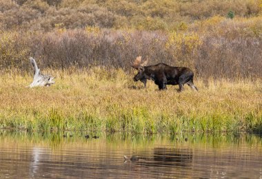 a bull moose in autumn in Grand Teton national park Wyoming clipart