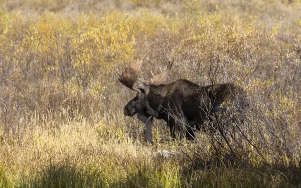 Grand Teton Ulusal Parkı Wyoming 'de sonbaharda bir geyik.