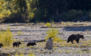 Wyoming Grand Teton Ulusal Parkı 'nda sonbaharda bir boz ayı ve yavruları.