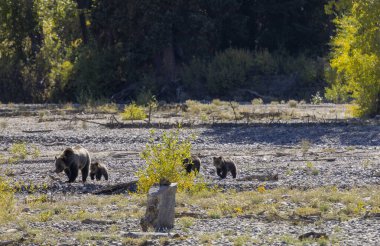 Wyoming Grand Teton Ulusal Parkı 'nda sonbaharda bir boz ayı ve yavruları.