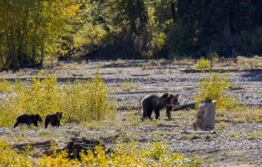 Wyoming Grand Teton Ulusal Parkı 'nda sonbaharda bir boz ayı ve yavruları.