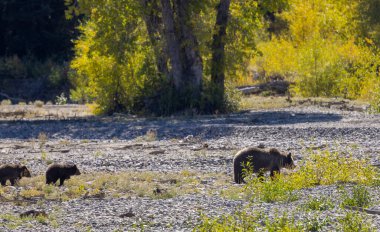 Wyoming Grand Teton Ulusal Parkı 'nda sonbaharda bir boz ayı ve yavruları.