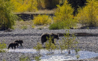 Wyoming Grand Teton Ulusal Parkı 'nda sonbaharda bir boz ayı ve yavruları.