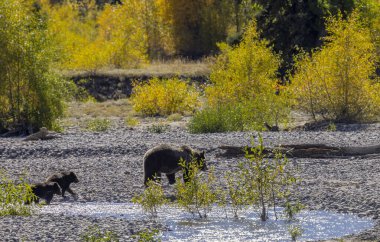 Wyoming Grand Teton Ulusal Parkı 'nda sonbaharda bir boz ayı ve yavruları.