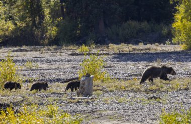 Wyoming Grand Teton Ulusal Parkı 'nda sonbaharda bir boz ayı ve yavruları.