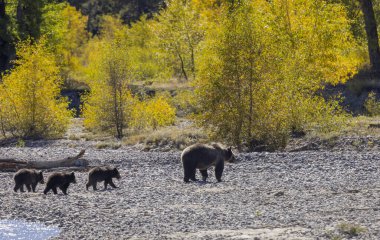 Wyoming Grand Teton Ulusal Parkı 'nda sonbaharda bir boz ayı ve yavruları.