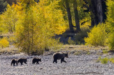 Wyoming Grand Teton Ulusal Parkı 'nda sonbaharda bir boz ayı ve yavruları.