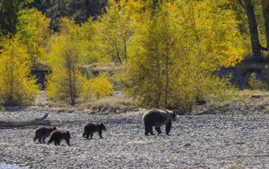 Wyoming Grand Teton Ulusal Parkı 'nda sonbaharda bir boz ayı ve yavruları.