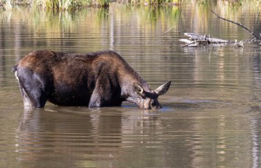 Grand Teton Ulusal Parkı Wyoming 'de sonbaharda gölette su içen bir inek geyiği.