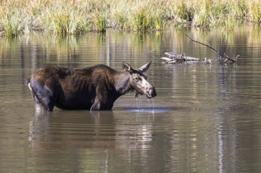 Grand Teton Ulusal Parkı Wyoming 'de sonbaharda gölette su içen bir inek geyiği.
