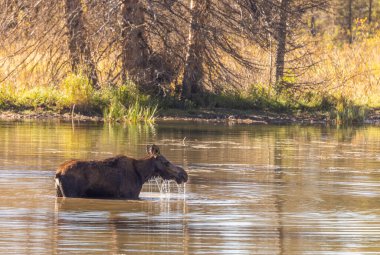 Grand Teton Ulusal Parkı Wyoming 'de sonbaharda gölette su içen bir inek geyiği.