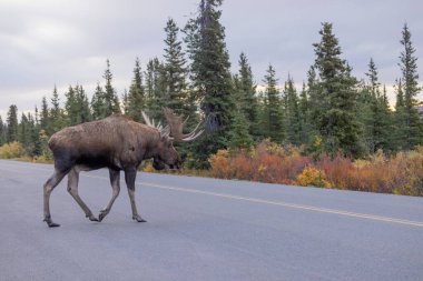 Sonbaharda Denali Ulusal Parkı 'nda Alaska Geyiği.