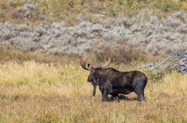 Wyoming 'deki sonbahar monotonluğu sırasında bir geyik.