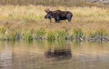 Wyoming 'deki sonbahar monotonluğu sırasında bir geyik.