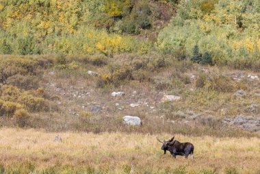 Wyoming 'deki sonbahar monotonluğu sırasında bir geyik.