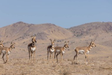 Örümcekboynuzlu antiloplar sonbaharda Utah çölünde yapar.