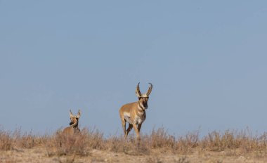 Sonbaharda Utah çölünde boynuzlu antilop geyiği ve dişi geyik.