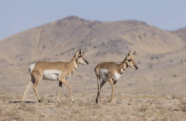 Sonbaharda Utah çölünde boynuzlu antilop geyiği ve dişi geyik.