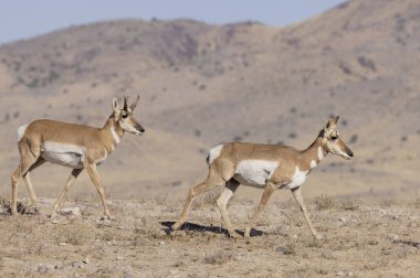 Sonbaharda Utah çölünde boynuzlu antilop geyiği ve dişi geyik.