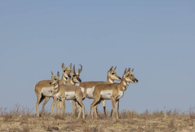 Sonbaharda Utah çölünde boynuzlu antilop geyiği ve dişi geyik.