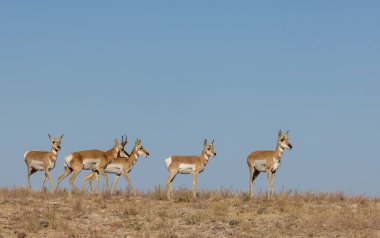 Sonbaharda Utah çölünde boynuzlu antilop geyiği ve dişi geyik.