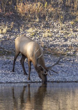 Wyoming 'de sonbaharda tekdüze bir nehirden su alan bir geyik.