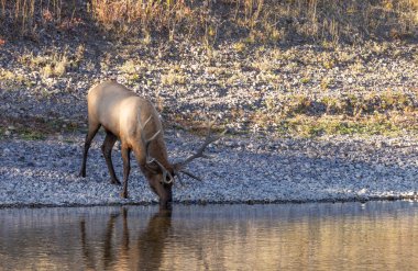 Wyoming 'de sonbaharda tekdüze bir nehirden su alan bir geyik.