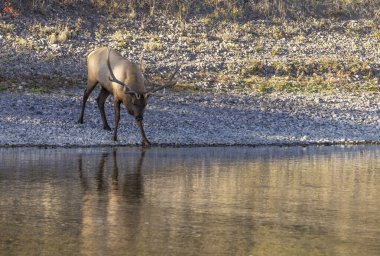 Wyoming 'de sonbaharda tekdüze bir nehirden su alan bir geyik.