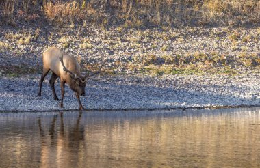 Wyoming 'de sonbaharda tekdüze bir nehirden su alan bir geyik.