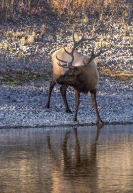 Wyoming 'de sonbaharda tekdüze bir nehirden su alan bir geyik.