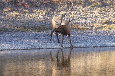 Wyoming 'de sonbaharda tekdüze bir nehirden su alan bir geyik.