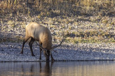 Wyoming 'de sonbaharda tekdüze bir nehirden su alan bir geyik.