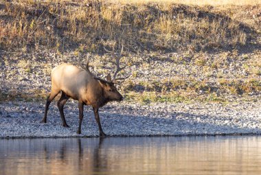 Wyoming 'de sonbaharda tekdüze bir nehirden su alan bir geyik.