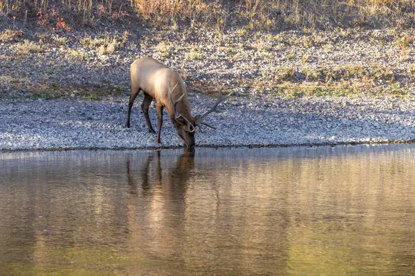 Wyoming 'de sonbaharda tekdüze bir nehirden su alan bir geyik.