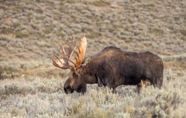 Grand Teton Ulusal Parkı Wyoming 'de sonbaharda tekdüze bir geyik.