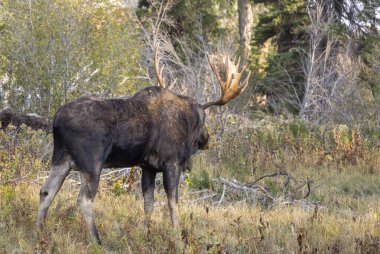 Sonbaharda Wyoming 'de bir boğa geyiği.