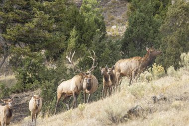 a bull and cow elk during the rut in Yellowstone National Park Wyoming in autumn clipart