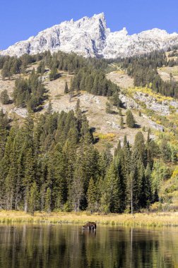 Grand Teton Ulusal Parkı Wyoming 'de sonbaharda gölette bir sığır geyiği.