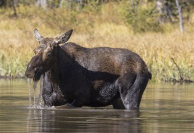 Grand Teton Ulusal Parkı Wyoming 'de sonbaharda gölette bir sığır geyiği.