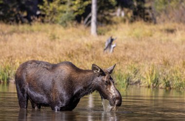 Grand Teton Ulusal Parkı Wyoming 'de sonbaharda gölette bir sığır geyiği.