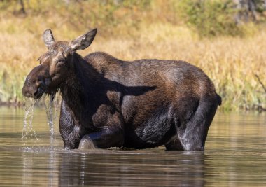 Grand Teton Ulusal Parkı Wyoming 'de sonbaharda gölette bir sığır geyiği.