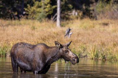 Grand Teton Ulusal Parkı Wyoming 'de sonbaharda gölette bir sığır geyiği.