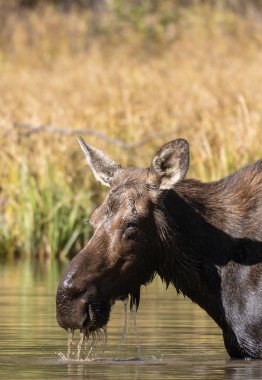 Grand Teton Ulusal Parkı Wyoming 'de sonbaharda gölette bir sığır geyiği.