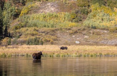 Grand Teton Ulusal Parkı 'nda sonbaharda Wyoming' de tekdüze bir geyik ve boğa.