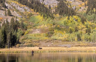 Grand Teton Ulusal Parkı 'nda sonbaharda Wyoming' de tekdüze bir geyik ve boğa.