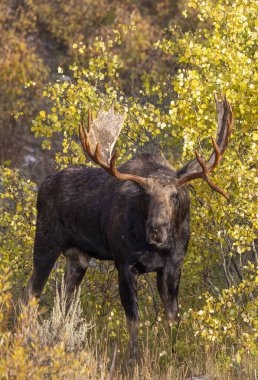 Grand Teton Ulusal Parkı Wyoming 'de sonbaharda tekdüze bir geyik.