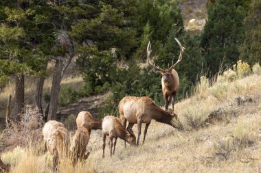 Yellowstone Ulusal Parkı 'nda sonbaharda çiftleşen boğa ve inek geyiği.