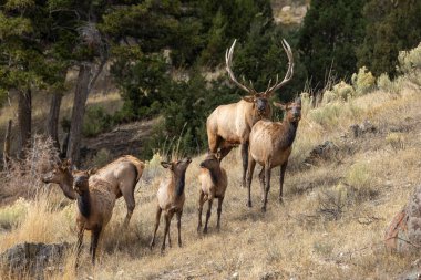 Yellowstone Ulusal Parkı 'nda sonbaharda çiftleşen boğa ve inek geyiği.
