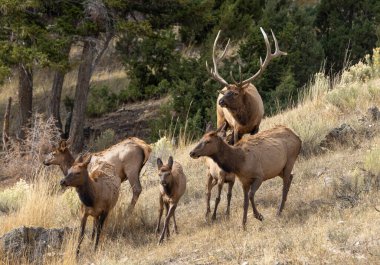 Yellowstone Ulusal Parkı 'nda sonbaharda çiftleşen boğa ve inek geyiği.
